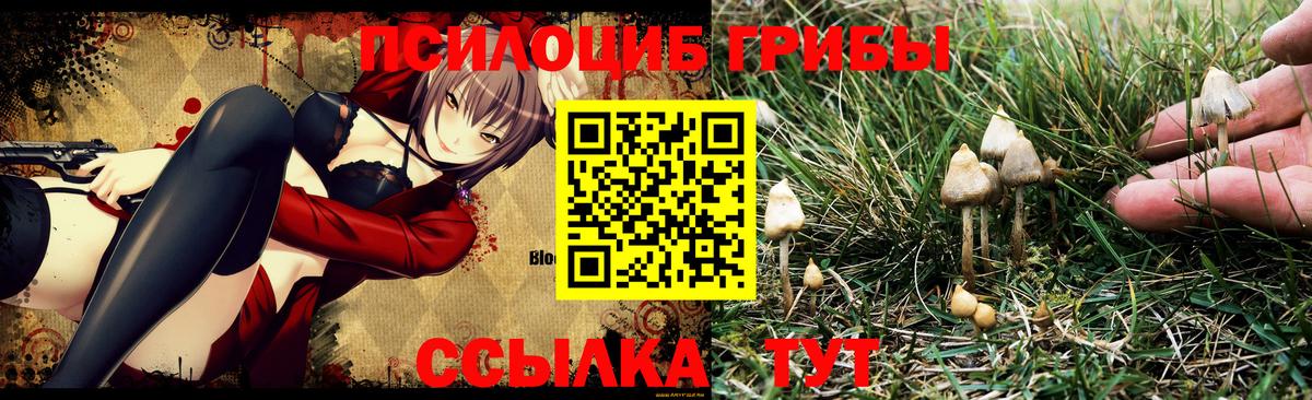 Галлюциногенные грибы Cubensis Тверь
